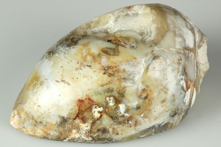 1.74" Chalcedony Replaced Gastropod With Sparkly Quartz - India